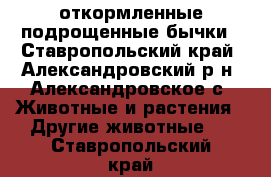 откормленные подрощенные бычки - Ставропольский край, Александровский р-н, Александровское с. Животные и растения » Другие животные   . Ставропольский край